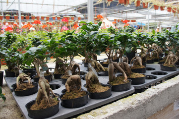 Ginseng planted in a small plastic pot in the plant nursery. Commercially planted for herb and...