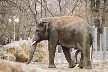 Fototapeta premium young active african elephant at the zoo. An active herbivore elephant during the rut period, in the spring wants love and is looking for a female. Close-up member of the genitalia of a large animal