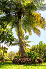 coconut palm in the garden