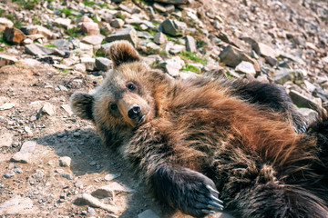 cute bear is lying on the ground