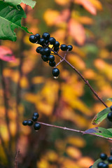 scenic view of fresh berry plant
