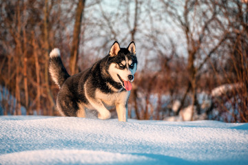 husky dog in the snow