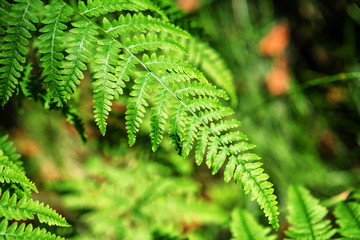 lush green fern twig