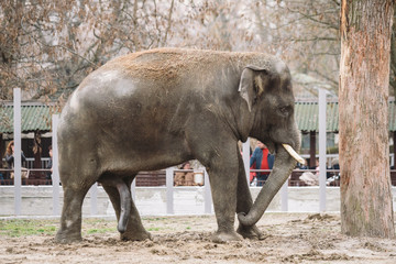 Naklejka premium young active african elephant at the zoo. An active herbivore elephant during the rut period, in the spring wants love and is looking for a female. Close-up member of the genitalia of a large animal
