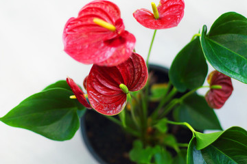 Anthurium flower in a classic interior. Selective focus.