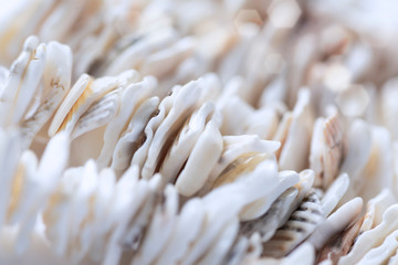 Selective focus of seashells. Macro close-up with soft focus 