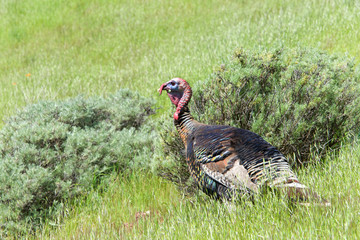 Male turkey walking through a grassy hillside field  in Northern California. Wild turkeys.