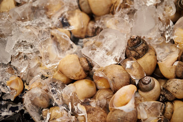 Whelk shellfish at market 
