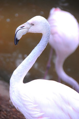 Fototapeta premium Light pink flamingo is in the water
