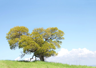 Fototapeta na wymiar One lone tree on a grassy hillside, blue sky with white clouds behind. Beauty in nature.