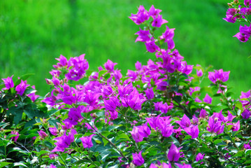 Fototapeta premium Bright purple flowers on a green background