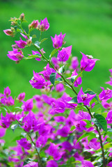 Fototapeta premium Bright purple flowers on a green background