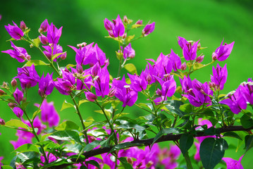 Obraz premium Bright purple flowers on a green background