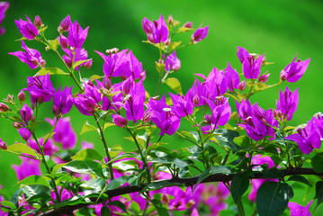 Bright purple flowers on a green background