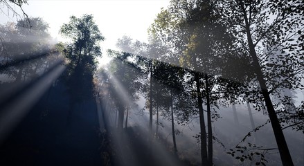 Landscape - Sunrise over a forest
