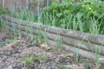 poireaux dans le jardin