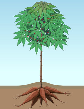 Vector illustration cassava plants with large bulbs.