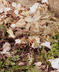 tas de compost bio