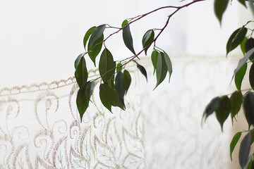 Flower Ficus Alfred (lat. Ficus benjamina) in a classic interior. Selective focus.
