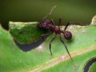 Red ant cutting a leaf (macro). Cordoba, Argentina.