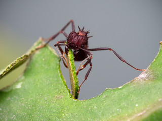 Red ant cutting a leaf (macro). Cordoba, Argentina.