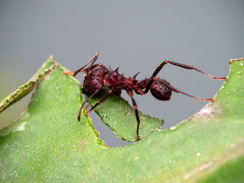 Red ant cutting a leaf (macro). Cordoba, Argentina.
