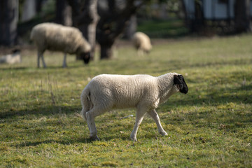 Junges Schaf auf der Wiese