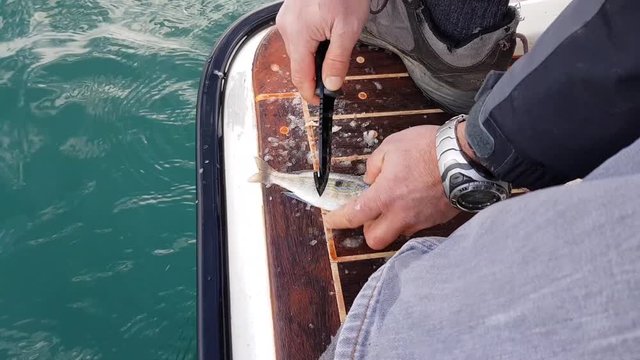 cleaning cought fishes at the back of boat, us01