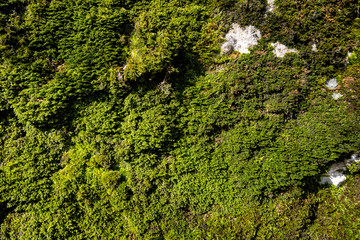 Green moss, grunge texture, background in forest