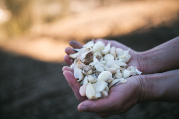 Farmer holding garlic in hands,planting