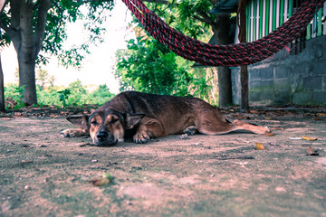 Dog Life