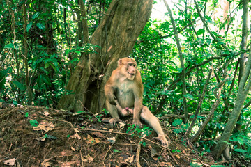 Erawan Nationalpark Monkey