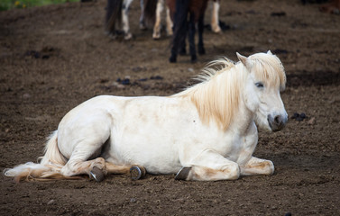 Portrait of white Icelandic horse with a fringe and a mane of blond color lying on the ground.