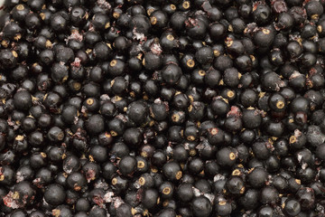  Background from large blackcurrant.