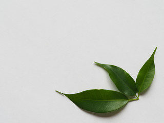 Green leaves are laid out on a white background 