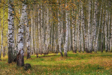Birch grove in autumn on sunny day.