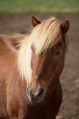 Portrait of cute red sorrel Icelandic horse with a fringe and a mane of blond color.