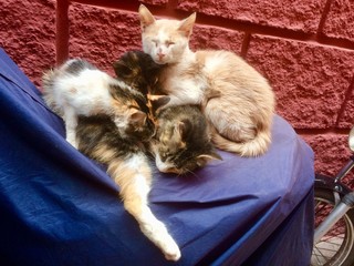 Cat Family on a motor bike