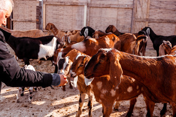 man with goats