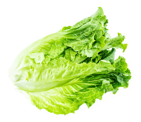 Fresh green vegetable lettuce