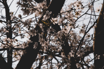 Hummel, Biene, Wespe, Insekt, Polen, Blüten, Frühling, Weiß, Kirschblüten, Sommer, Macro, Ast