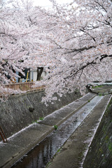 Fototapeta premium 桜