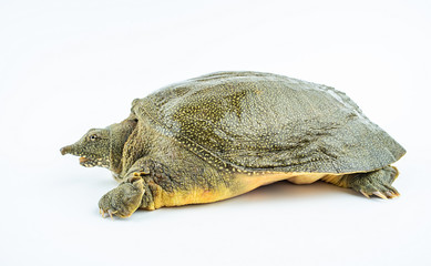 Closeup of a fresh and raw turtle head