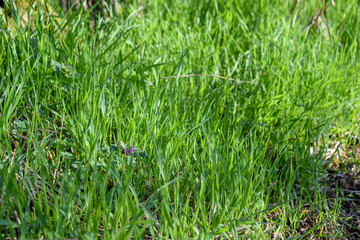 Gras, Grün, Wiese, Feld, Frei, Natur, Umwelt, Leben, Saftig, Hintergrund