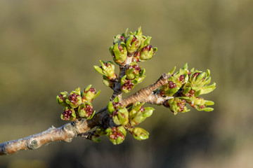 Baum, Ast, Knospen, Wachsen, Frühling, Rot, Grün, Wärme