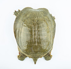 Closeup of a fresh and raw turtle head