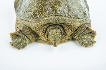 Closeup of a fresh and raw turtle head