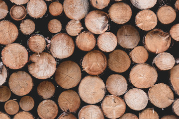 Holzpolter, gestapelt, Holz, Wald, Harz, Natur, Hintergrundbild, Textur, braun, frisch 