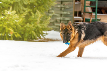 A german shepherd puppy dog playing with a ball at winter