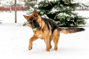 A german shepherd puppy dog playing with a ball at winter